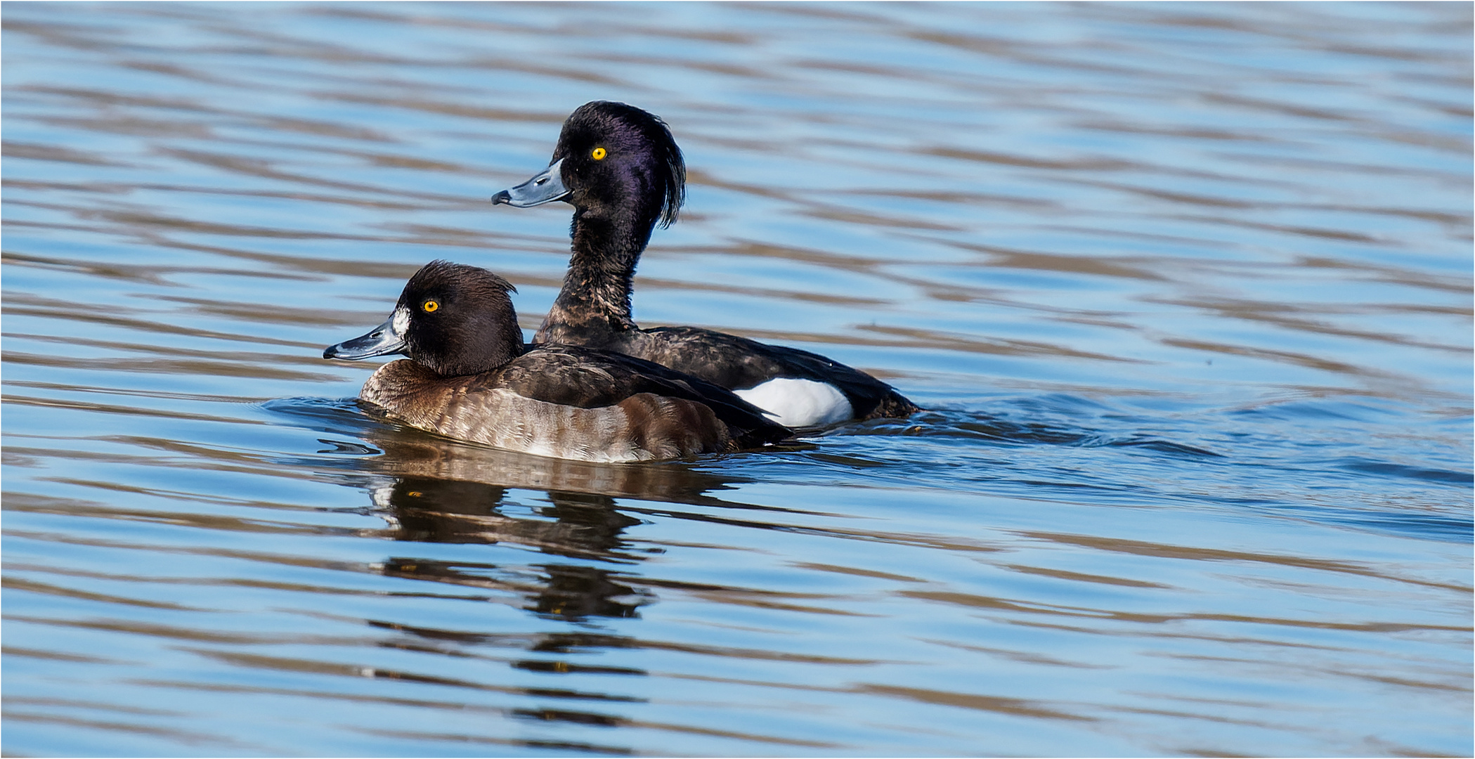 Reiherenten - schippern auf dem Brodauer Teich -  .....