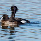 Reiherenten - schippern auf dem Brodauer Teich -  .....