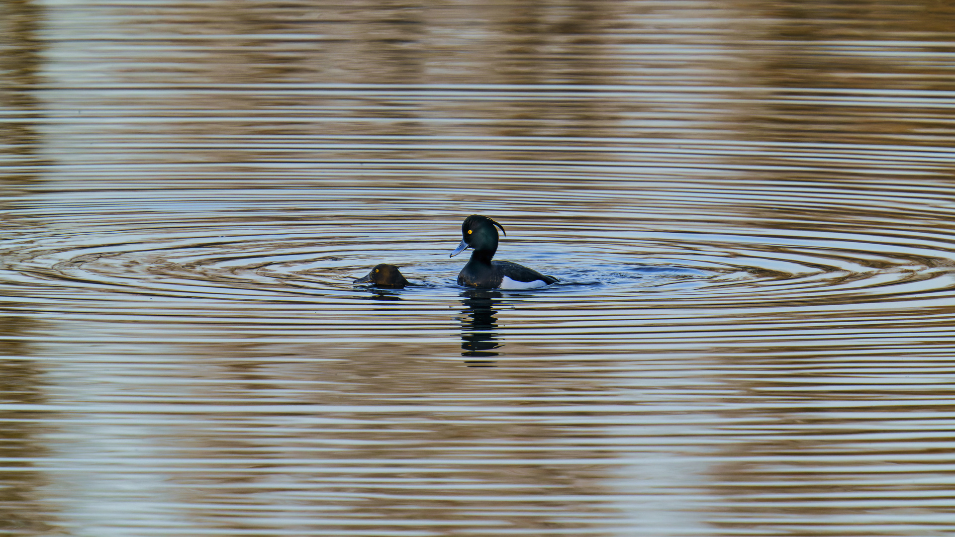 Reiherenten - Tufted Ducks