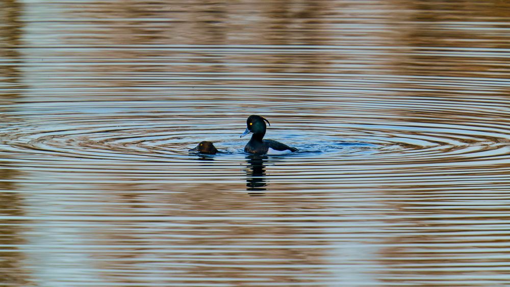 Reiherenten - Tufted Ducks