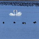 Reiherenten und Schwäne beim Überwintern in unserem Haussee