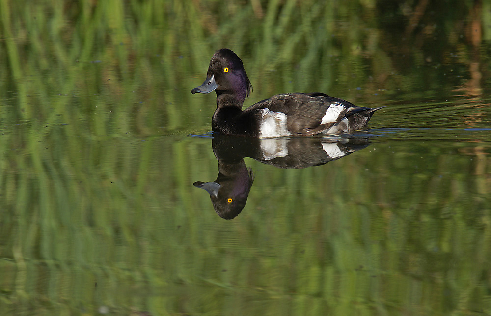 Reiherentenerpel (Aythya fuligula)