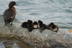 Reiherentenfamily beim Mittagsschlaf