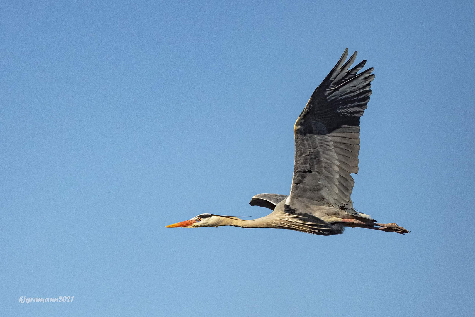 reiherflug....