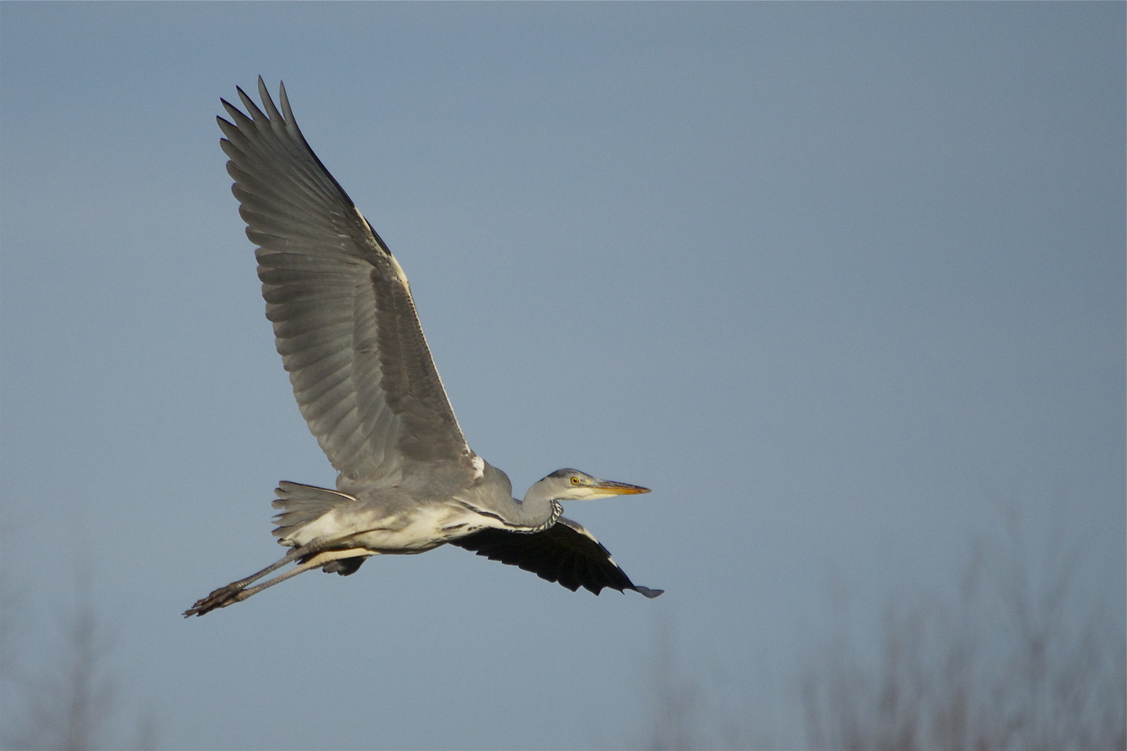 Reiherflug