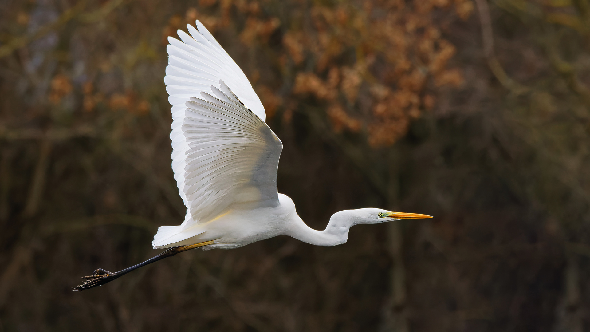 Reiherflug