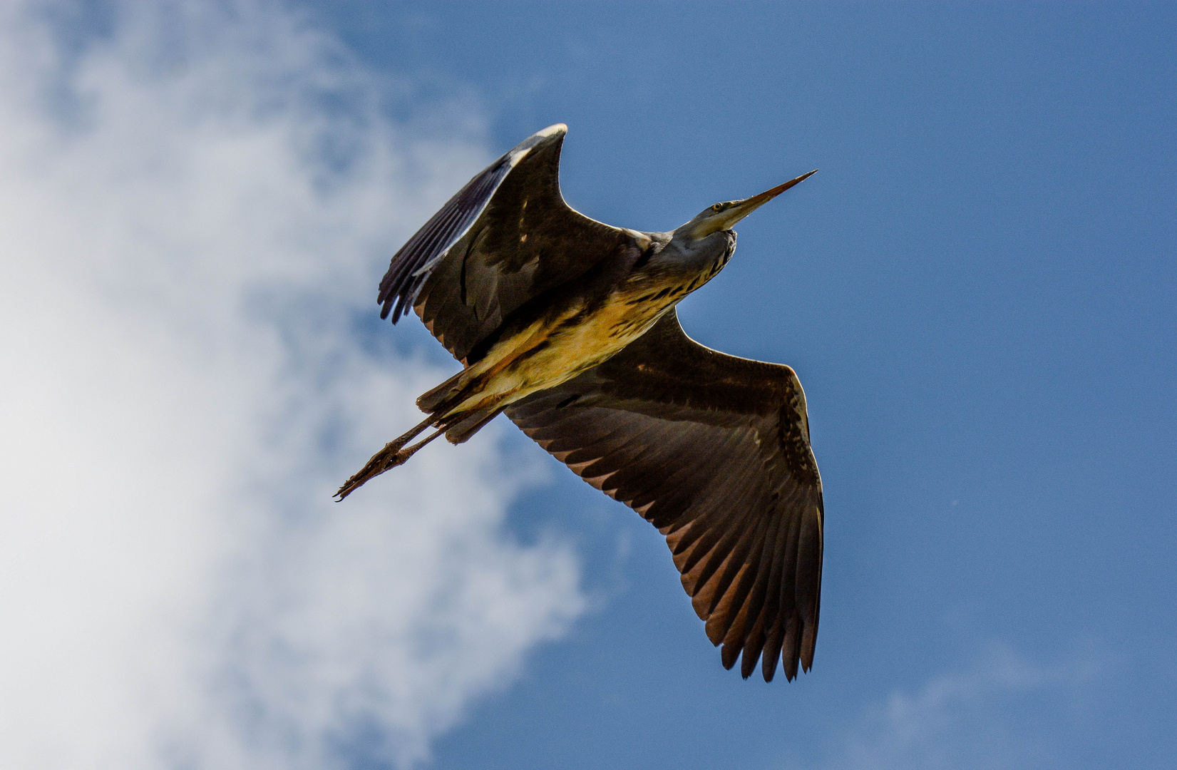 Reiherflug. Brake Unterweser.