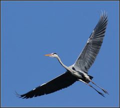 Reiherflug, Ende Februar