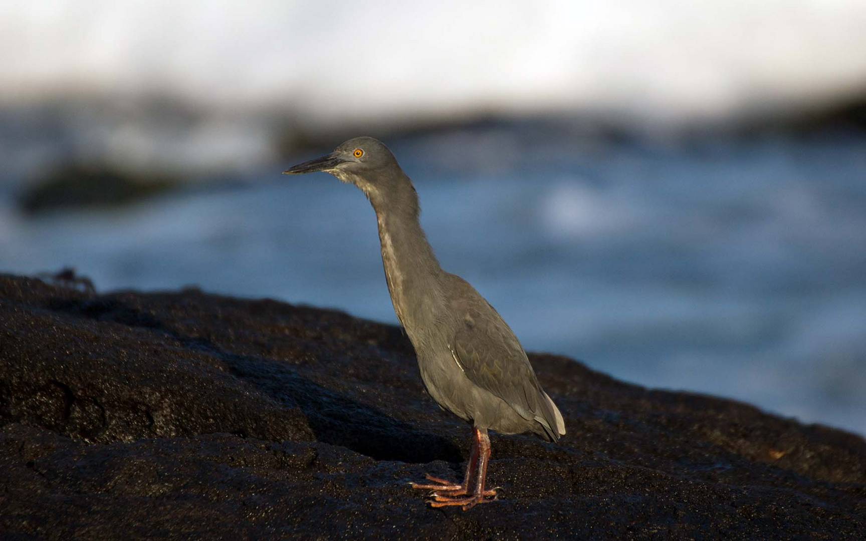 Reiher_Galapagos_01_1920x1200