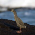 Reiher_Galapagos_01_1920x1200