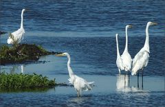 Reihergruppe im Polder