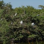 Reiherkolonie auf einer kleinen Insel