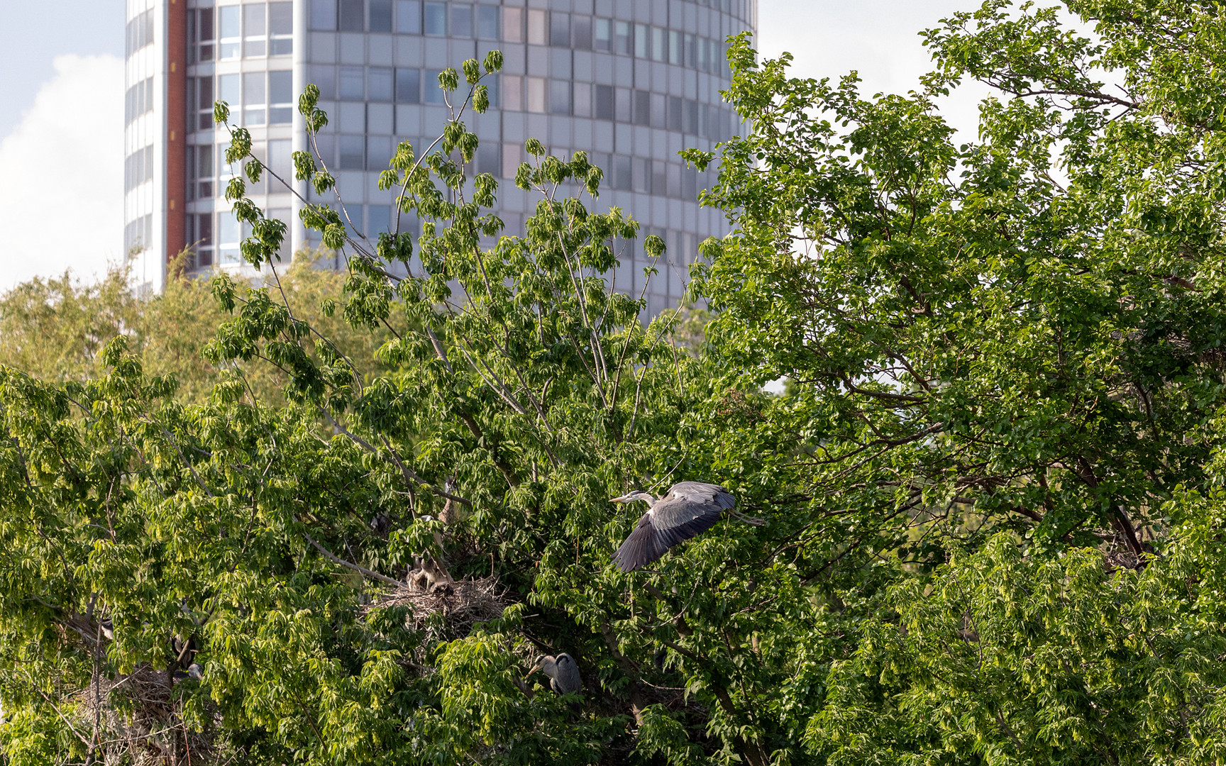 Reiherkolonie in der Großstadt