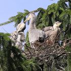 Reihernest im Baum....