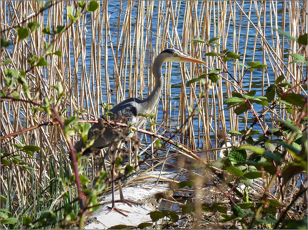 Reiher_P1030895Farbe