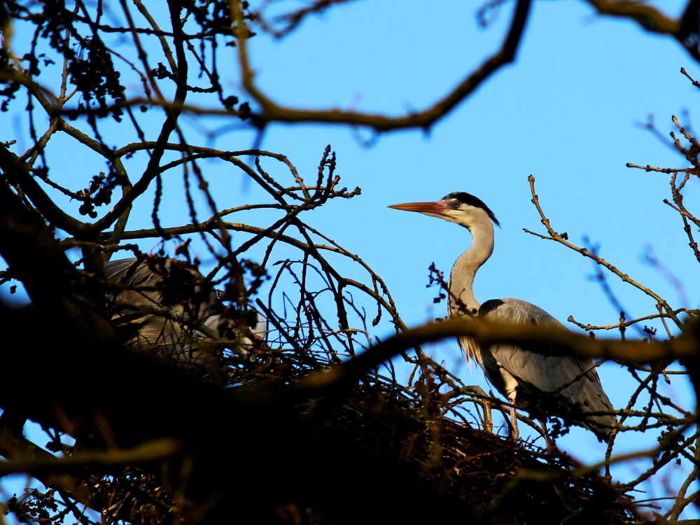 Reiherpaar am Nest (Doku)