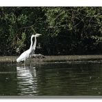 Reiherpärchen am Dümmersee