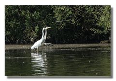 Reiherpärchen am Dümmersee