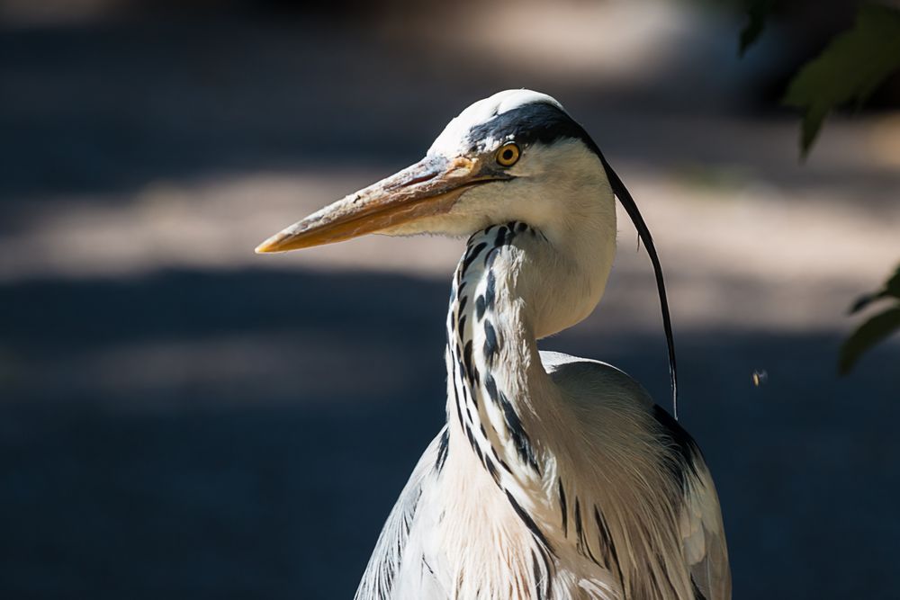 Reiherportrait