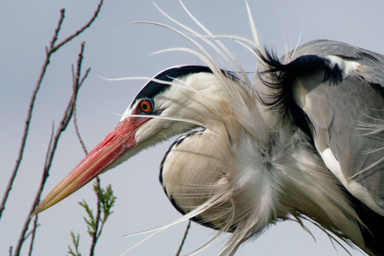 Reiherportrait (Ardea cinerea)