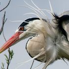 Reiherportrait (Ardea cinerea)