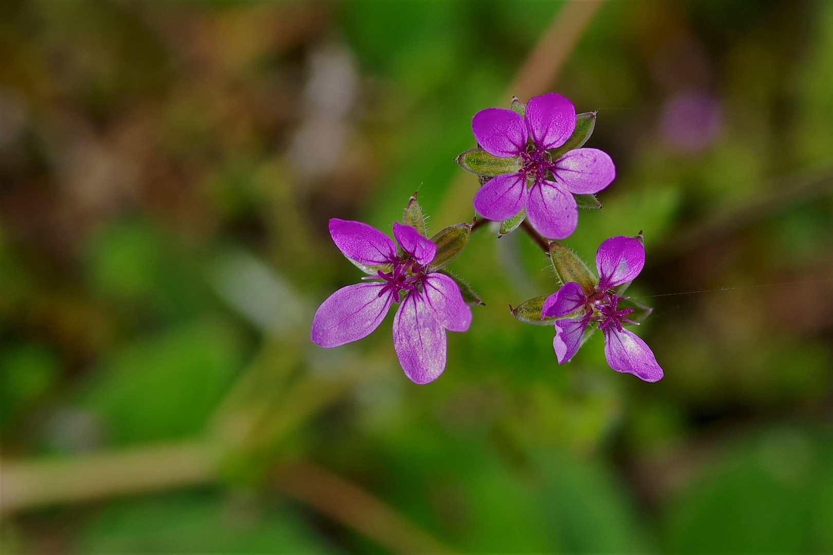 Reiherschnabel