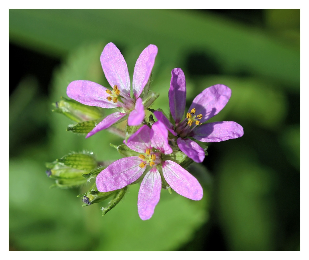 Reiherschnabel (Erodium cicutarium)