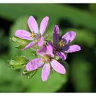 Reiherschnabel (Erodium cicutarium)