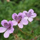 Reiherschnabel (Erodium-Hybride) mit Hainschwebfliege