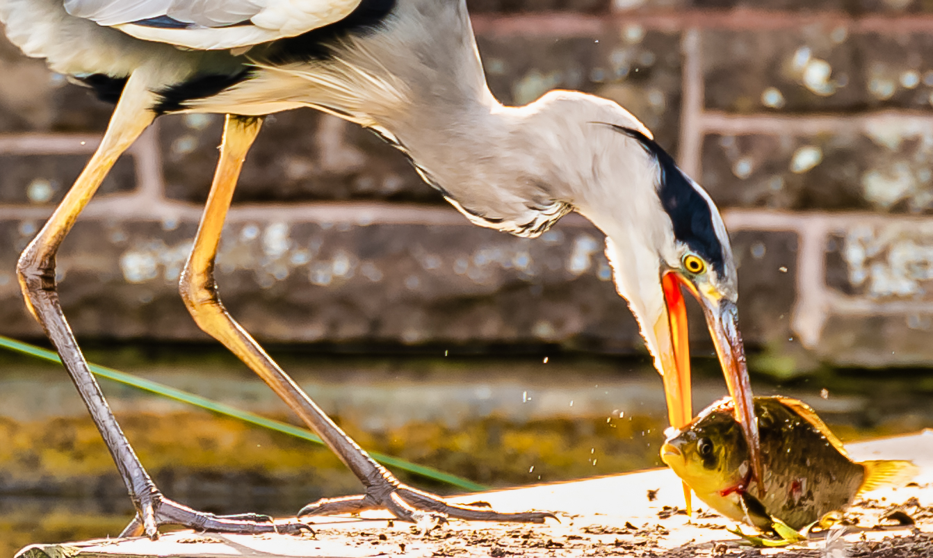 _Reiher_versus_Fisch