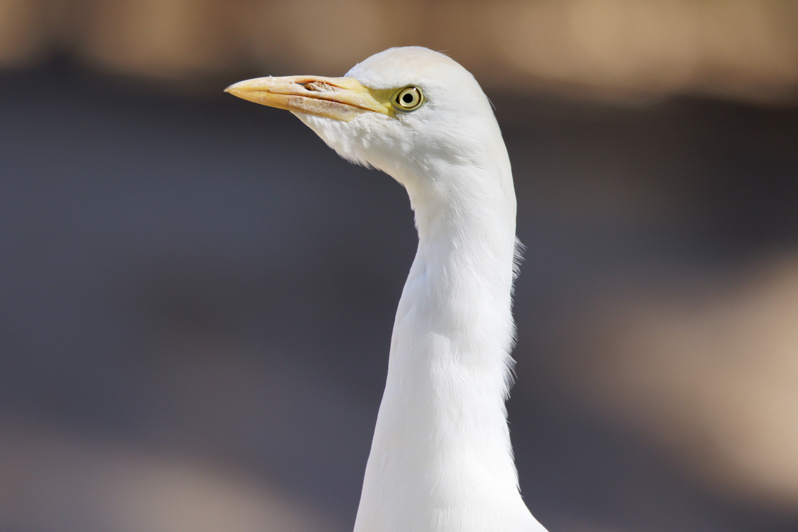 Reihervogel - Portrait