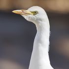 Reihervogel - Portrait