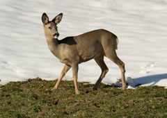 Reihgeiss im Schnee