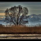 Reihndelta-Bodensee