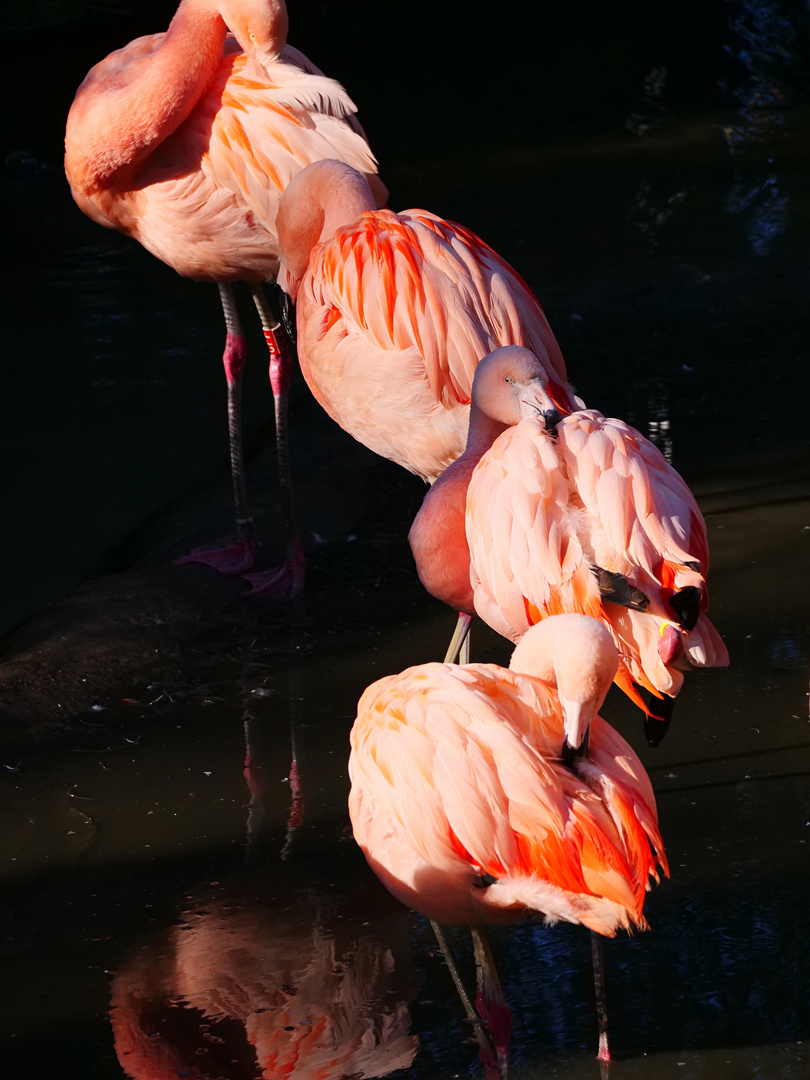 Reihung der Flamingos