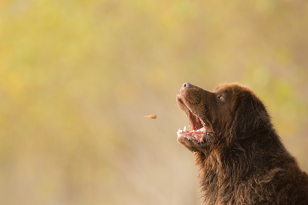 Rein in die Futterluke! Foto & Bild hund, natur, tiere Bilder auf