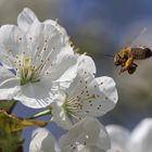 rein in die Kirschblüte