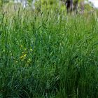 rein ins hohe  Gras und in den Himmel geschaut 