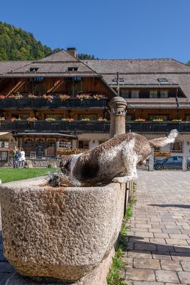 Rein ins kühle Nass!