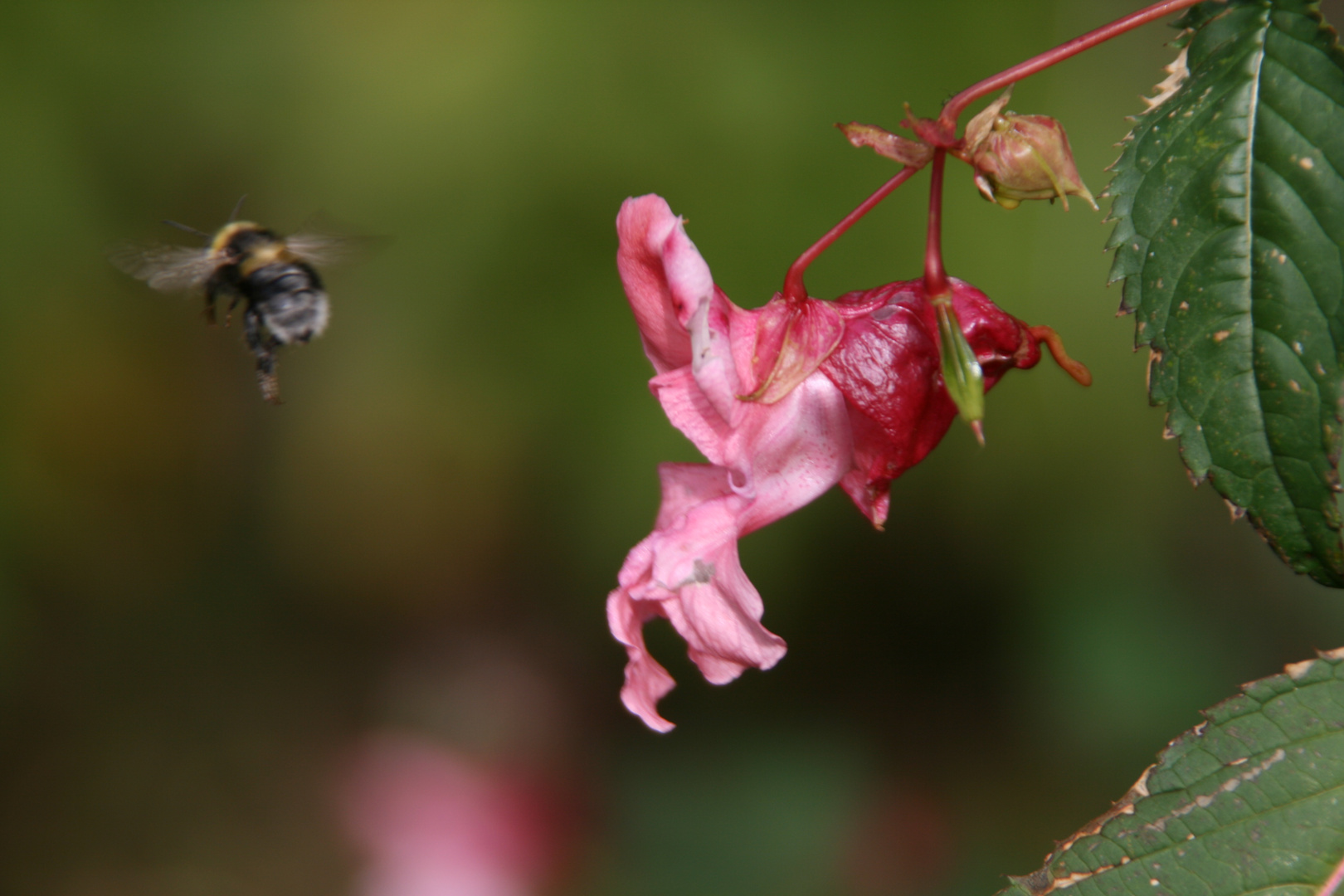 rein physikalisch gesehen - undenkbar und doch fliegt sie,die hummel