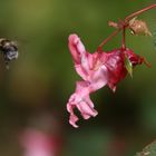 rein physikalisch gesehen - undenkbar und doch fliegt sie,die hummel