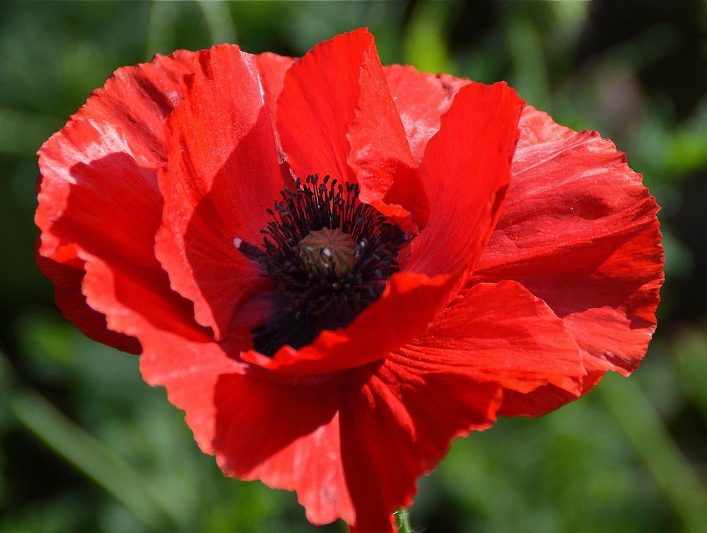 rein rote Mohnblüte