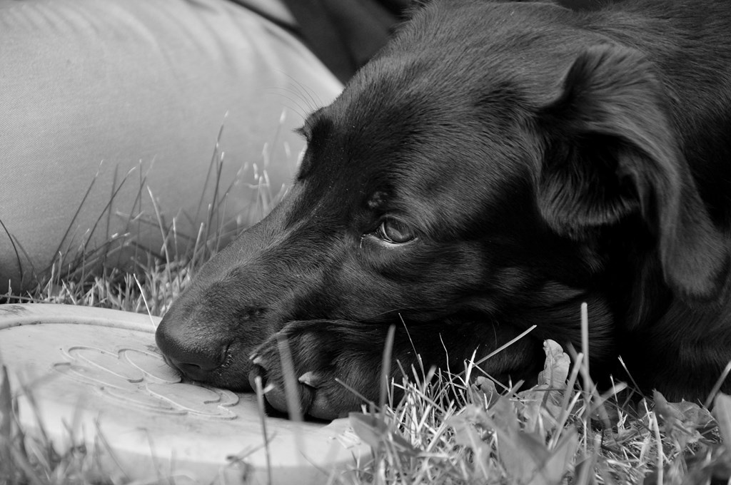 rein schwarzer Labrador Mix Welpe Hundekopf