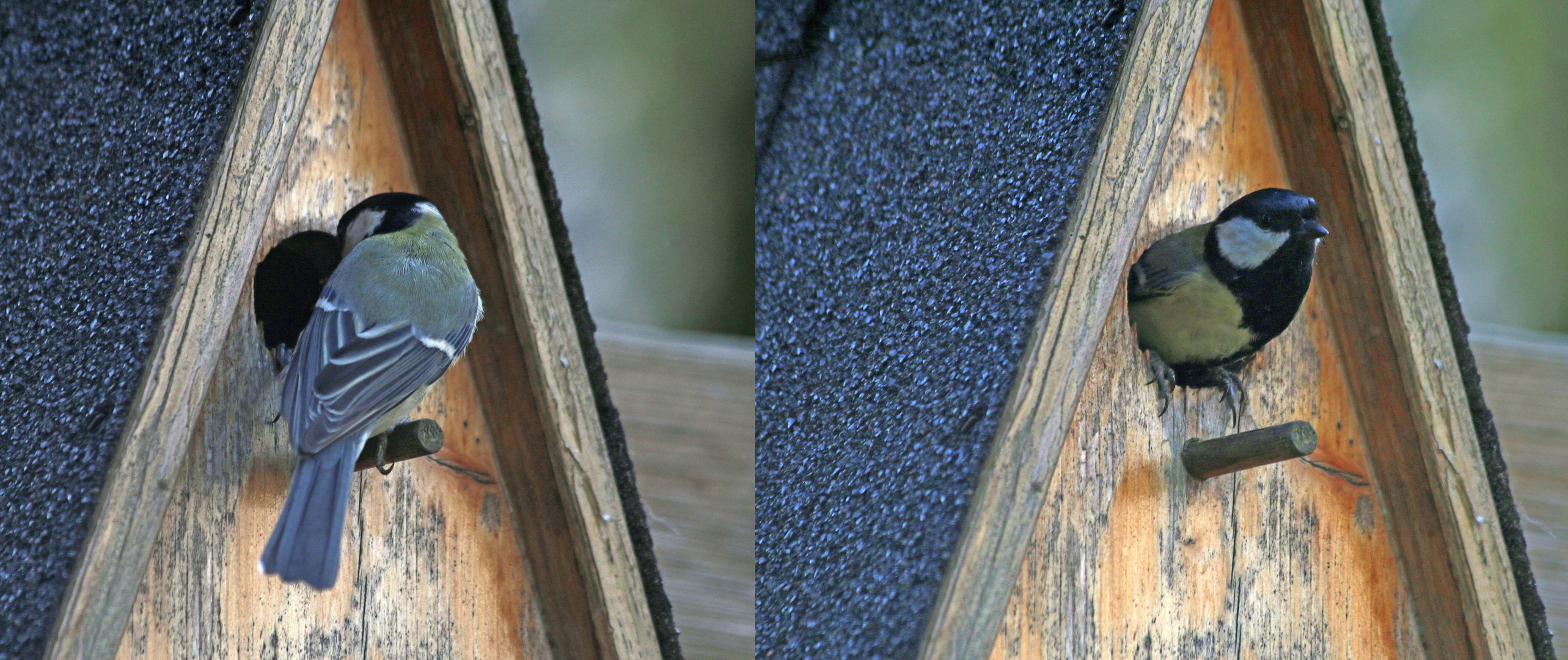 rein und raus Foto & Bild | tiere, wildlife, wild lebende vögel Bilder ...