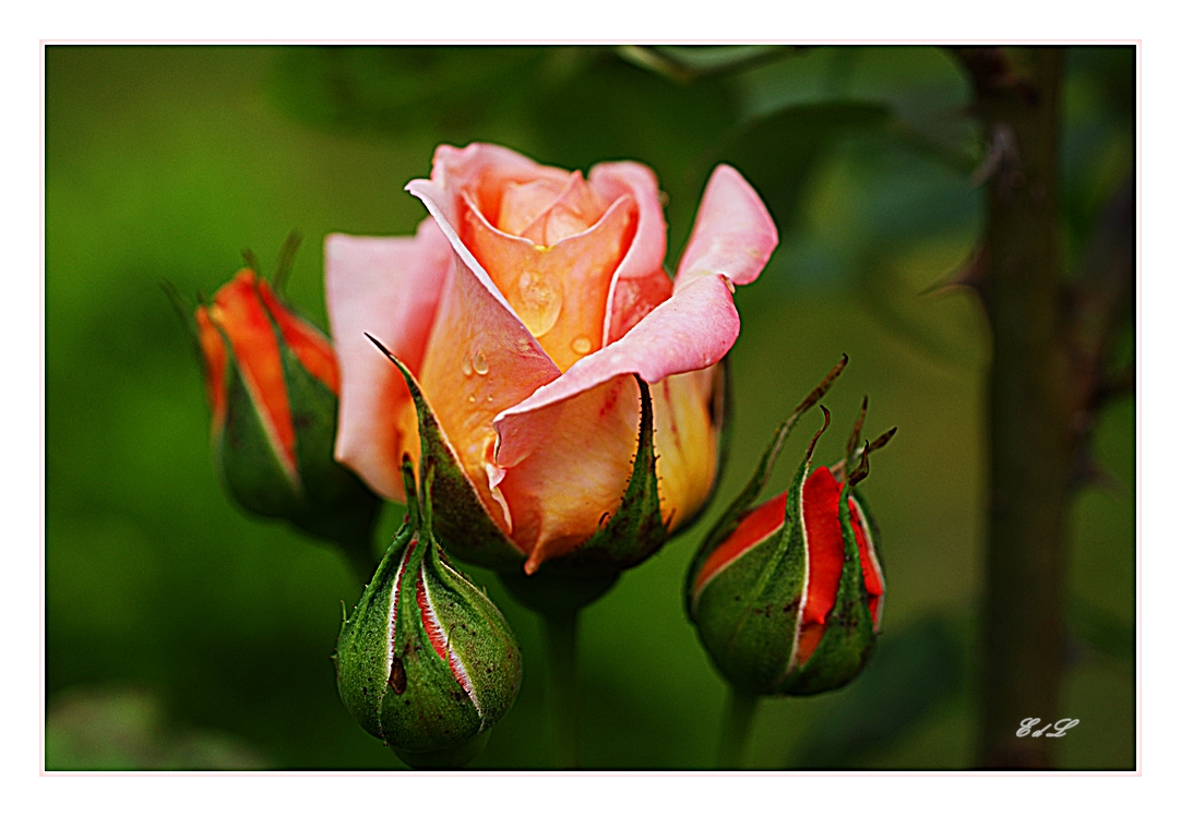 Reina de las Rosas /  Königin der Rosen