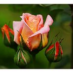 Reina de las Rosas /  Königin der Rosen