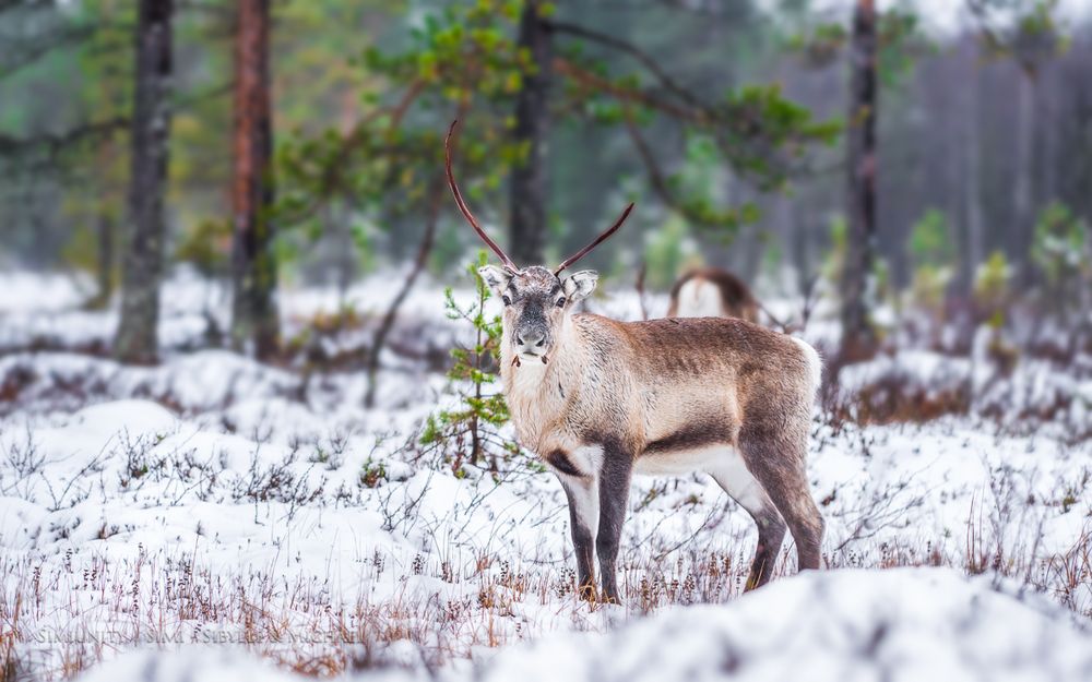 Reindeer