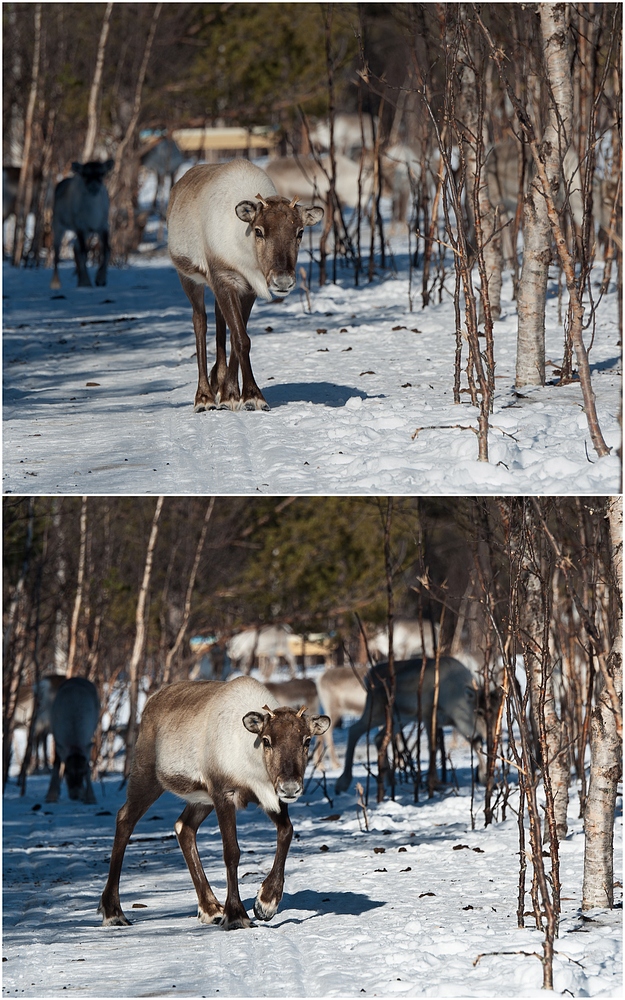 Reindeer Dancer ;-)