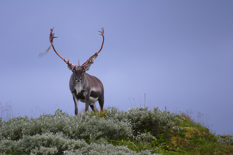 Reindeer