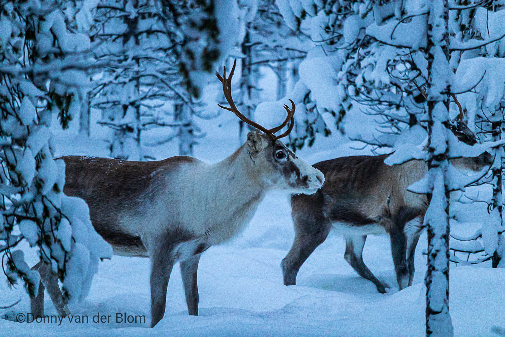 Reindeer in Finnish Lapland